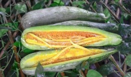 仙桃网红吃瓜,揭秘网络红人的幕后故事